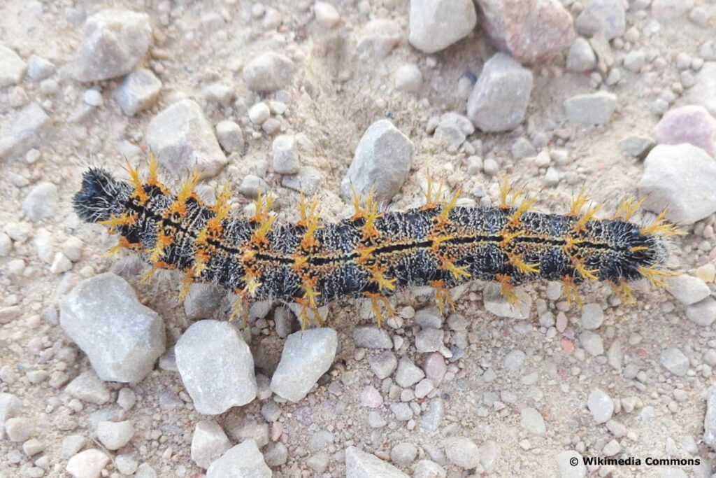 Großer Fuchs - Nymphalis polychloros