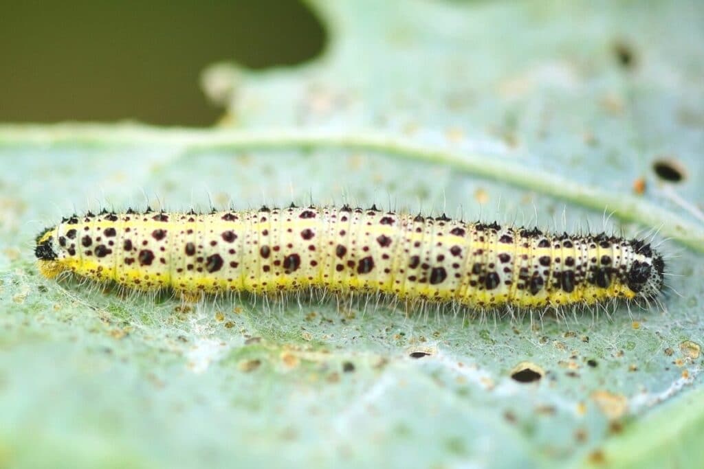 Großer Kohlweissling - Pieris brassicae