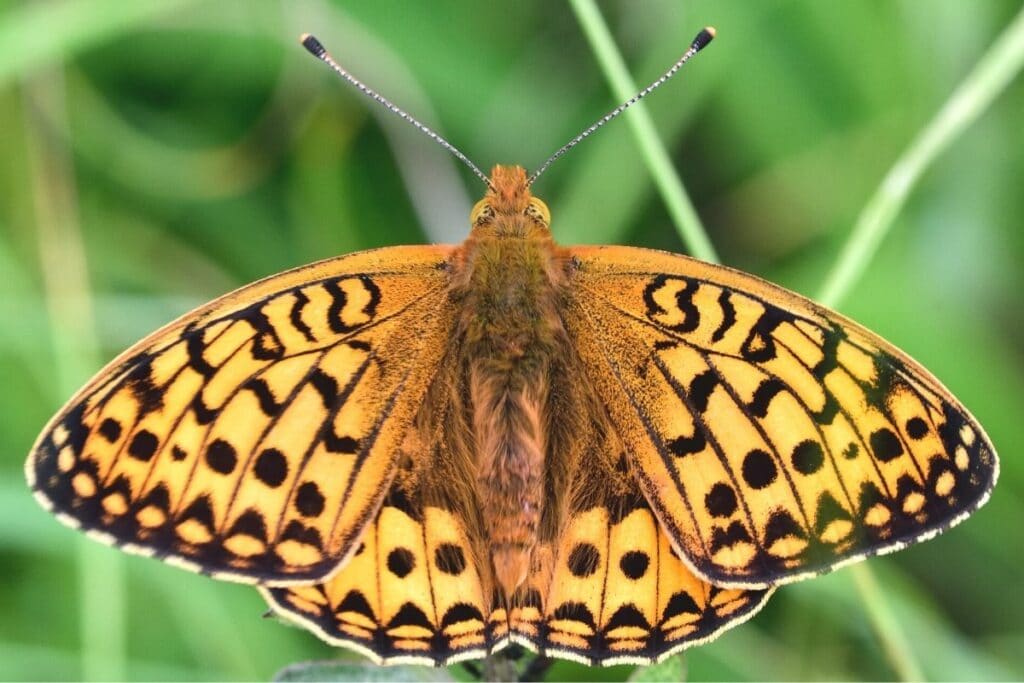 Großer Perlmuttfalter - Argynnis aglaja