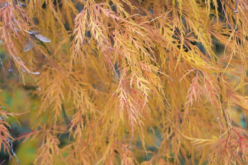 Grüner Schiltzahorn - Acer palmatum 'Dissectum'