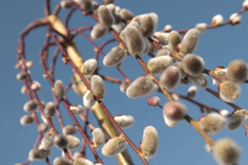 Hängende Kätzchenweide - Salix caprea 'Pendula'