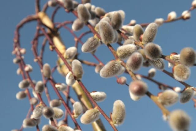 Kleine Bäume bis 3m Höhe 38 Gartenbäume Gartendialog.de