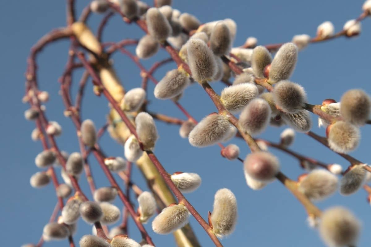 Kleine Bäume bis 3m Höhe 38 Gartenbäume Gartendialog.de