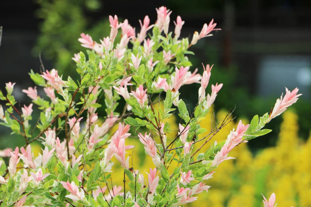 Harlekinweide - Salix integra 'Hakuro Nishiki'