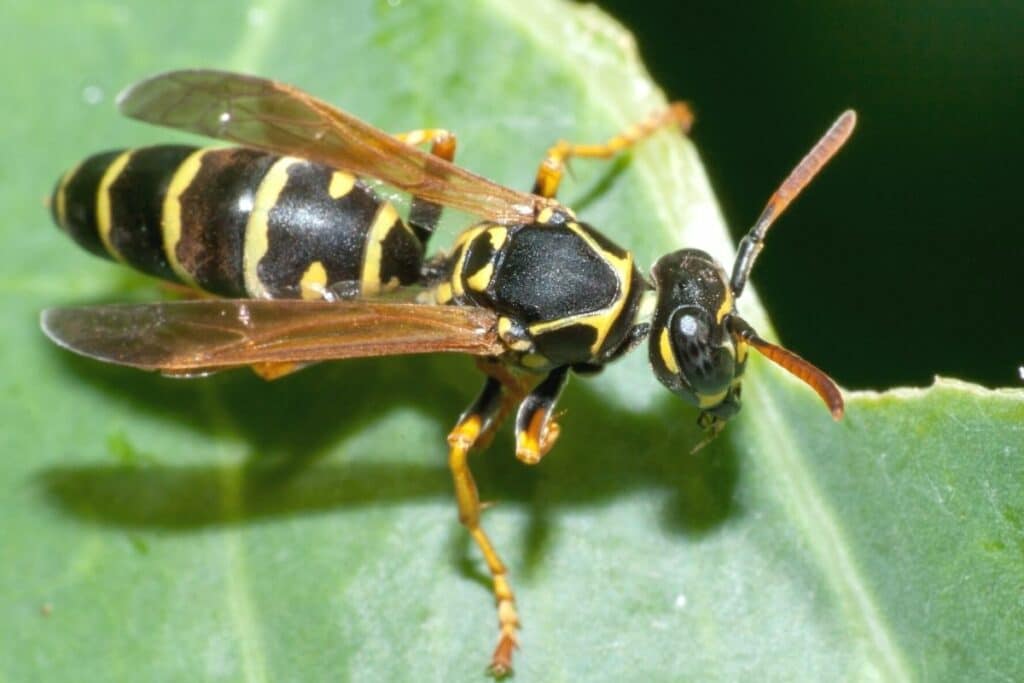 Heide-Feldwespe - Polistes nimpha