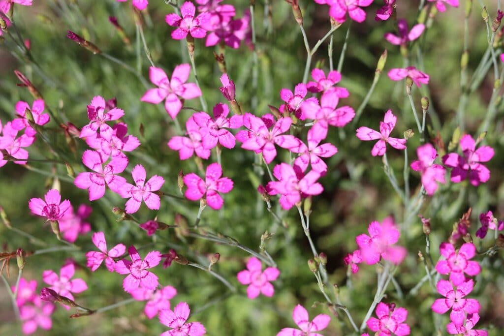 Heide-Nelke - Dianthus deltoides