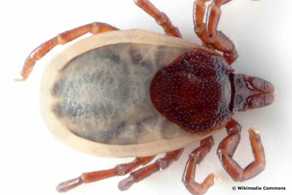 Igelzecke - Ixodes hexagonus