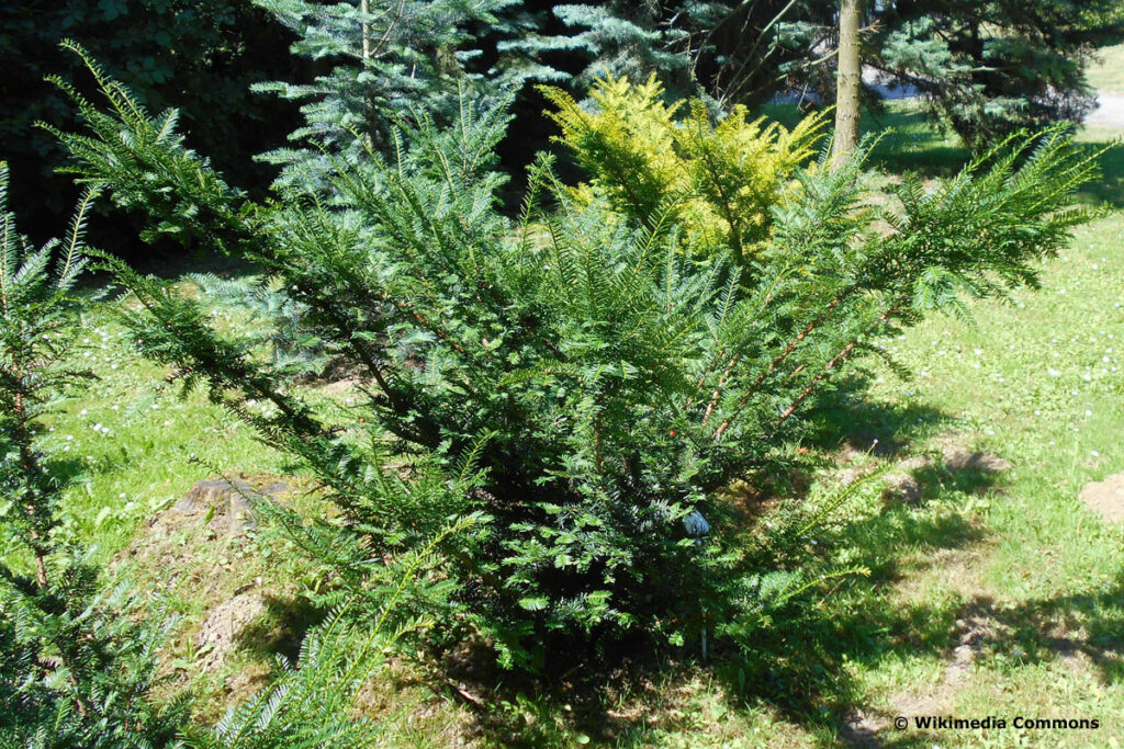 Japanische Eibe - Taxus cuspidata 'Nana'