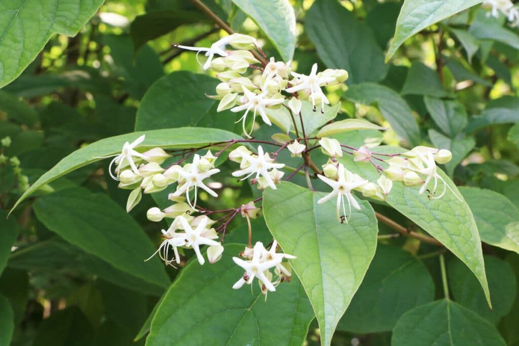 Japanischer Losbaum - Clerodendrum trichotomum