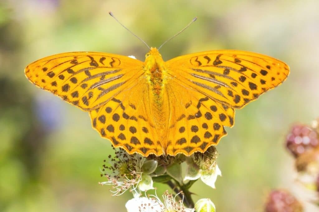 Kaisermantel - Argynnis paphia