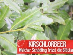 Kirschlorbeer-Blätter angefressen