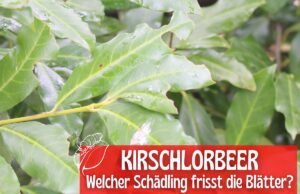 Kirschlorbeer-Blätter angefressen