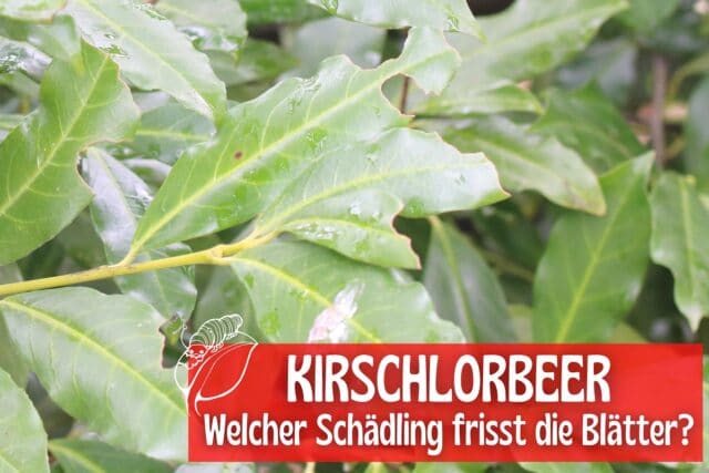 Kirschlorbeer-Blätter angefressen