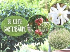 Kleine Bäume im Garten