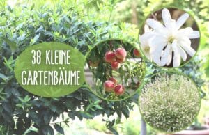 Kleine Bäume im Garten