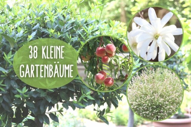 Kleine Bäume im Garten