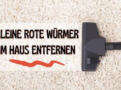 Kleine rote Würmer im Haus