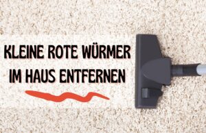 Kleine rote Würmer im Haus