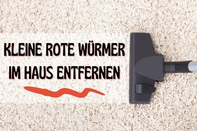 Kleine rote Würmer im Haus