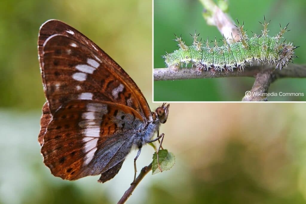 Kleiner Eisvogel - Limenitis camilla