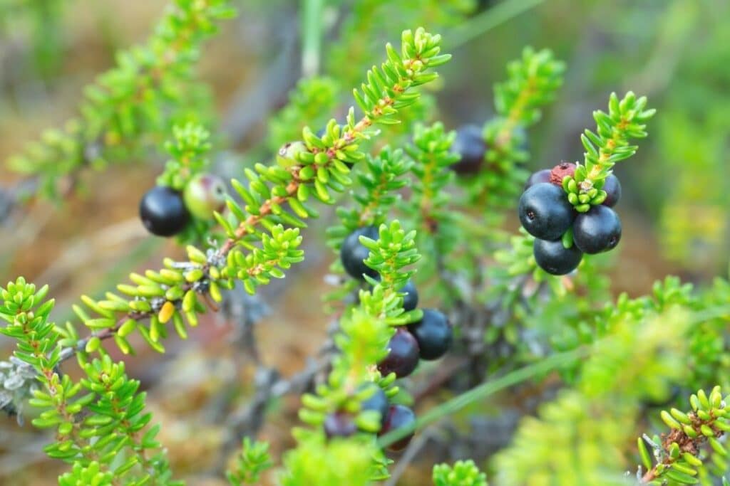 Krähenbeere - Empetrum nigrum