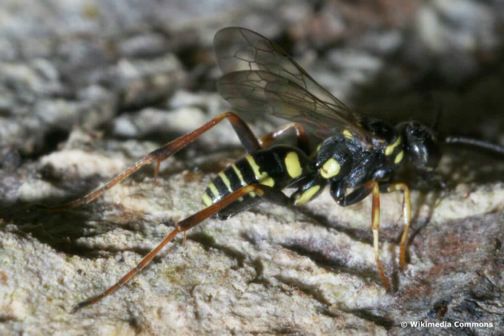 Kuckuckswegwespe - Ceropales maculata