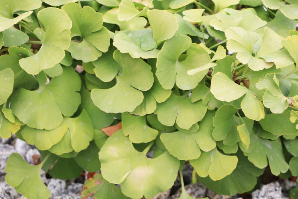 Kleine Bäume - Kugel-Ginkgobaum 'Mariken'