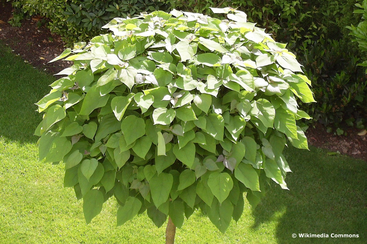 Kleine Bäume bis 3m Höhe 38 Gartenbäume Gartendialog.de