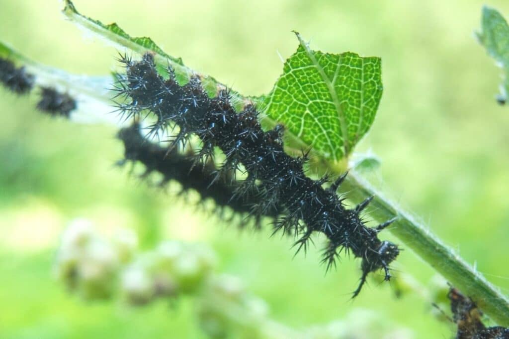 Landkärtchen - Araschnia levana