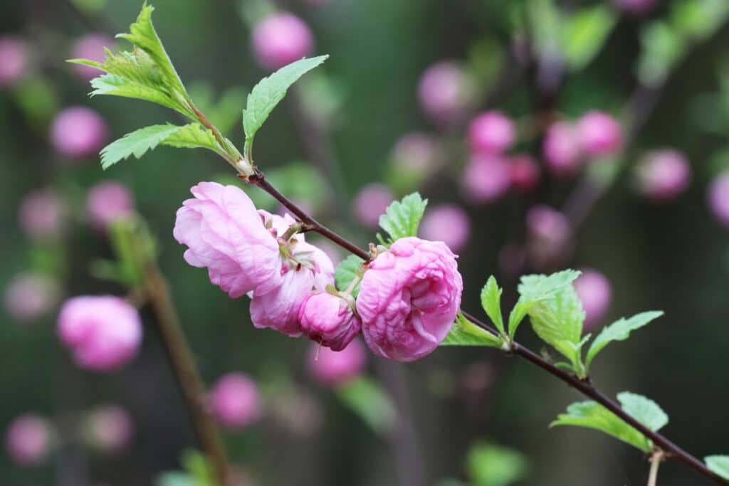 Mandelbäumchen - Prunus triloba