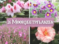 Moorbeetpflanzen