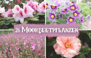 Moorbeetpflanzen