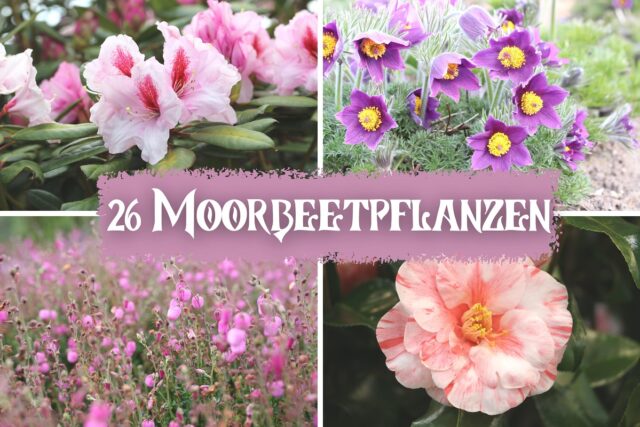 Moorbeetpflanzen