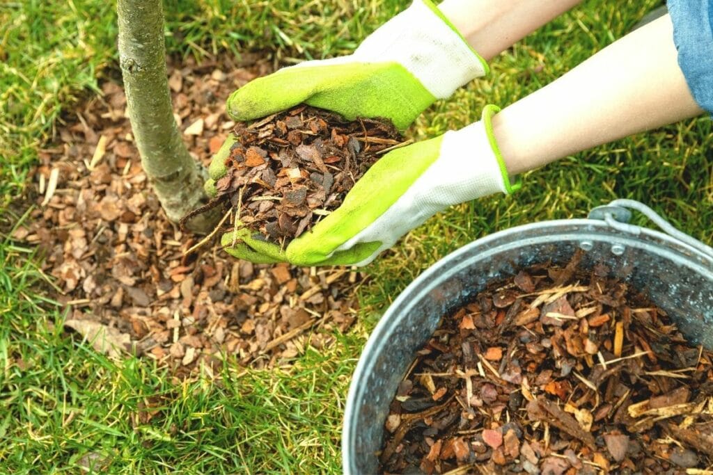 Würmern in Kirschen vorbeugen - Kirschbaum mulchen