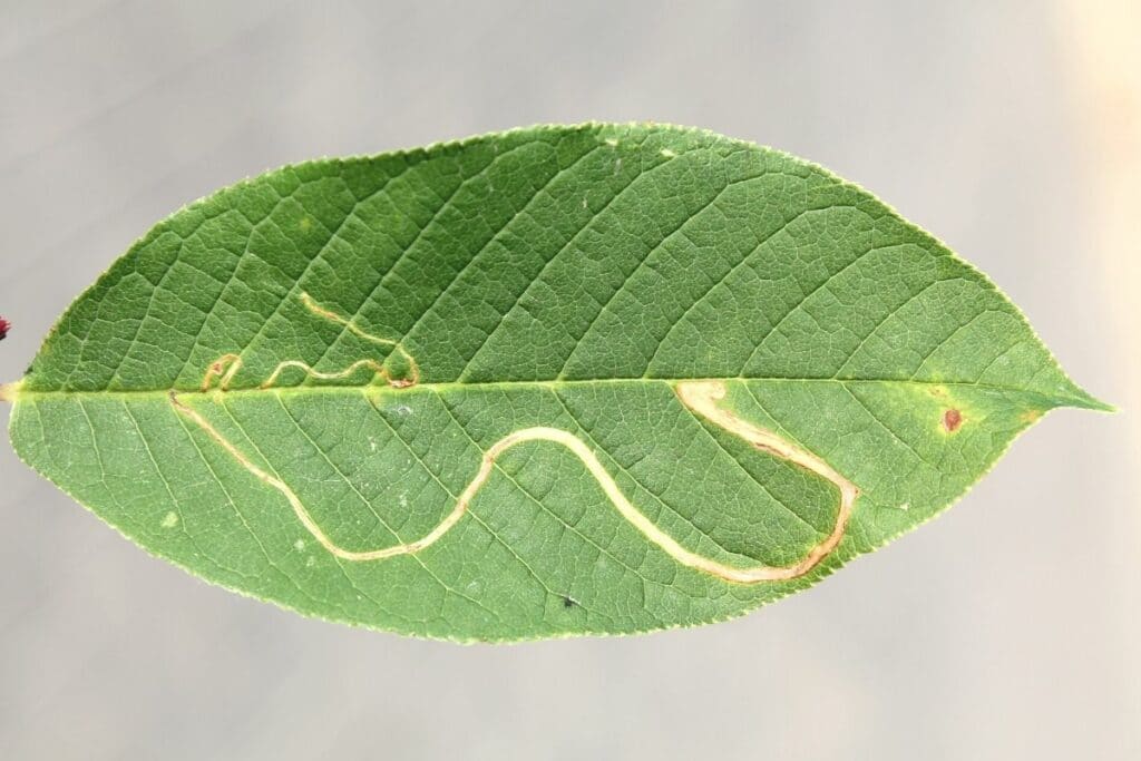 Schadbild der Obstbaumminiermotte (Lyonetia clerkella) an Traubenkirsche (Prunus padus)