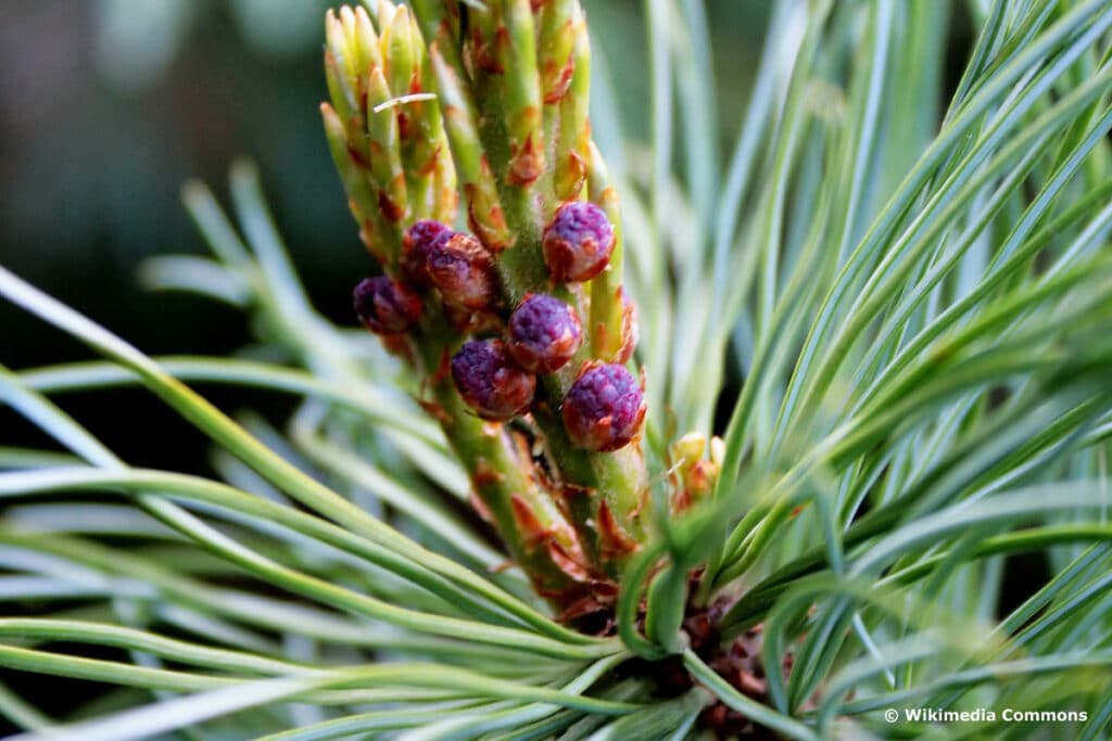 Ostasiatische Zwerg-Kiefer - Pinus pumila 'Glauca'