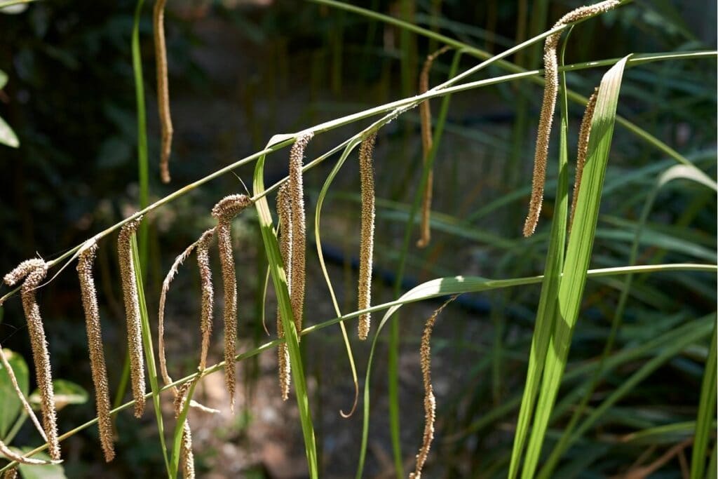 Riesen-Segge - Carex pendula