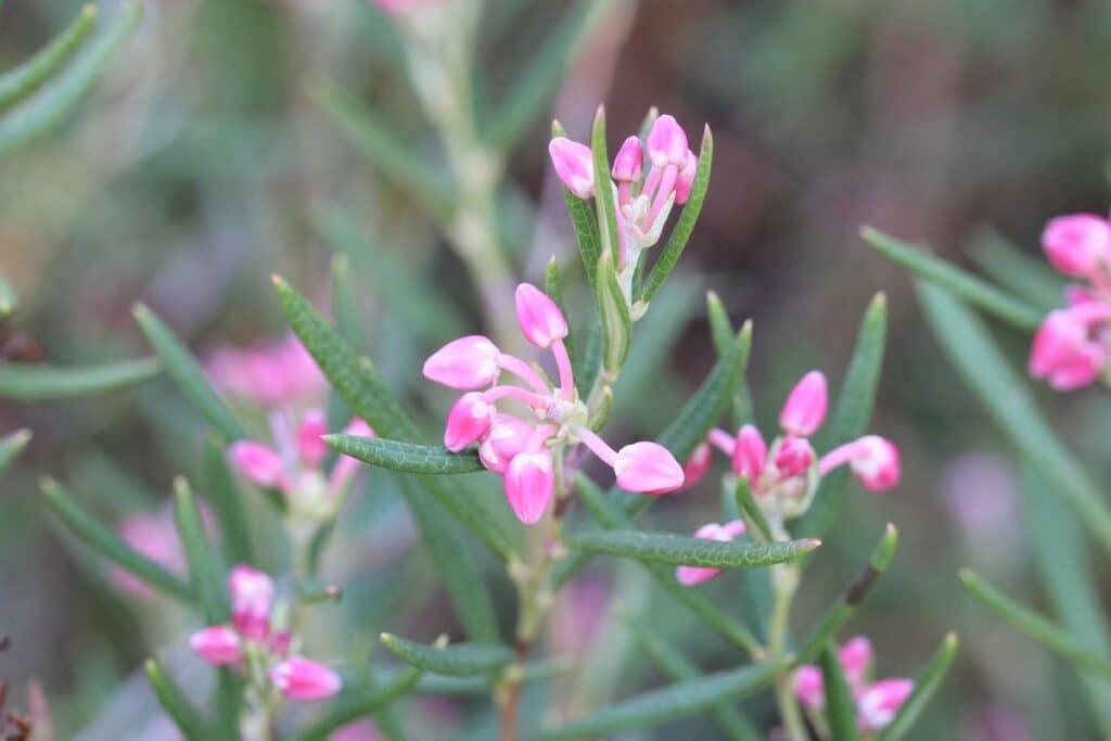 Rosmarinheide - Andromeda polifolia