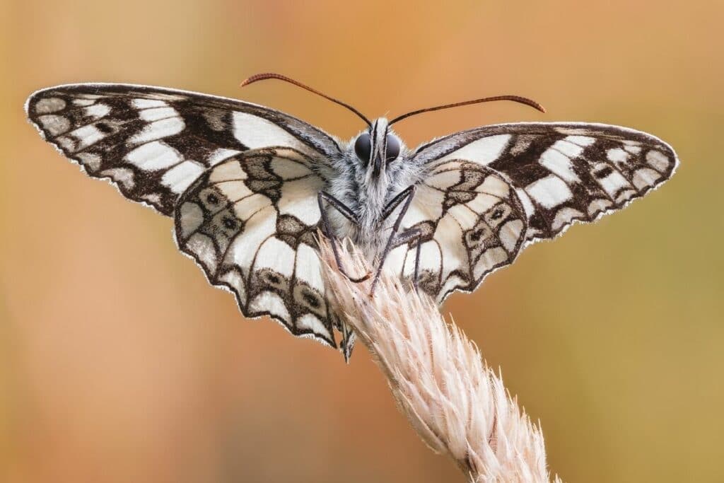 Schachbrett - Melanargia galathea