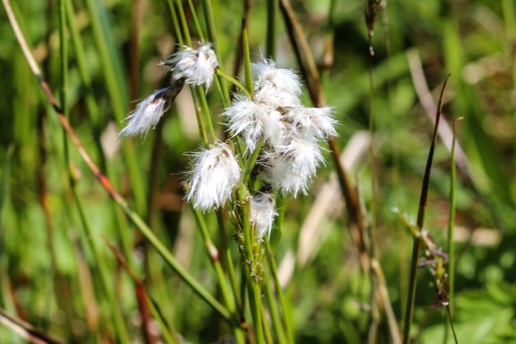 Scheiden-Wollgras - Eriophorum vaginatum