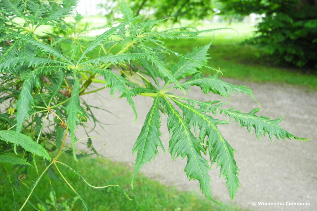 Schlitzblättrige Rosskastanie - Aesculus hippocastanum 'Laciniata'