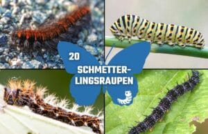 Schmetterlingsraupen