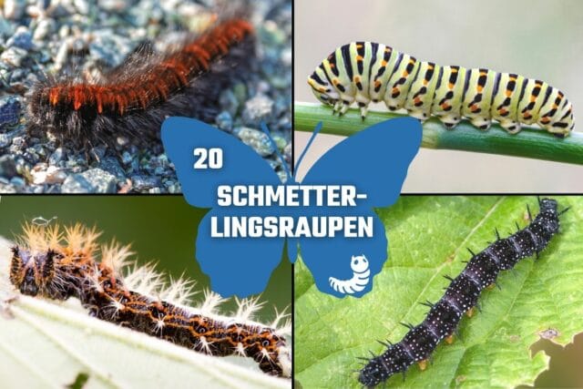 Schmetterlingsraupen