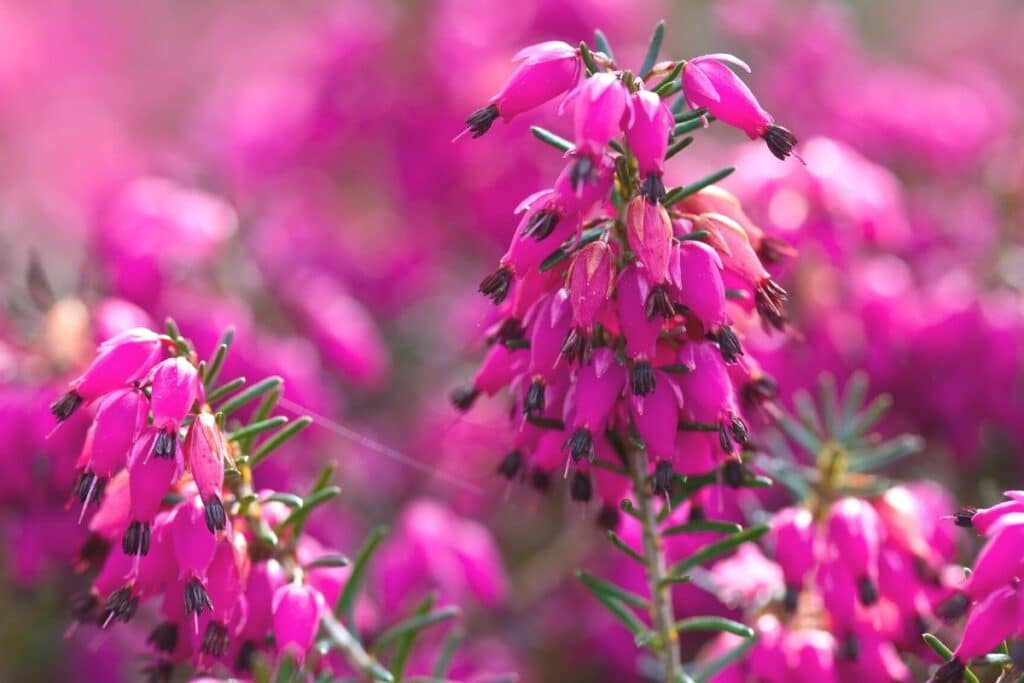 Schneeheide - Erica carnea