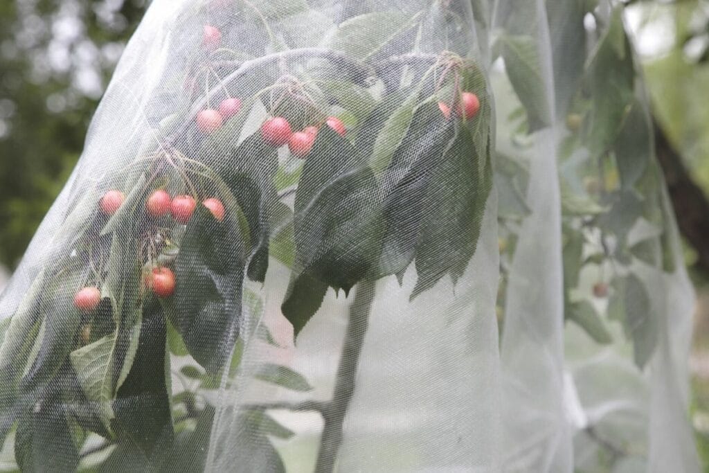 Schutznetz über Kirschbaum