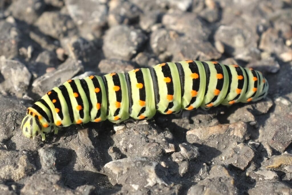 Schwalbenschwanz - Papilio machaon