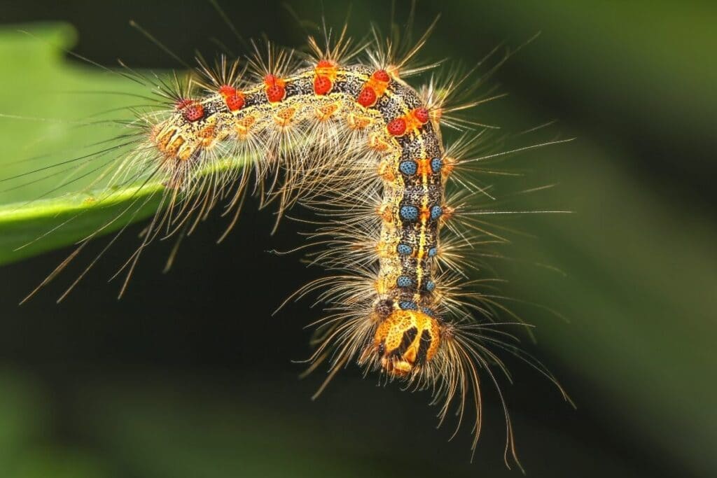 Kirschlorbeer angefressen - Raupe des Schwammspinners (Lymantria dispar)