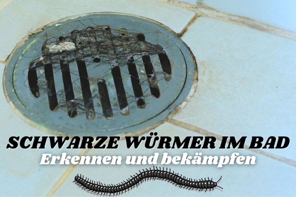 Würmer klo schwarze im Schwarze Würmer