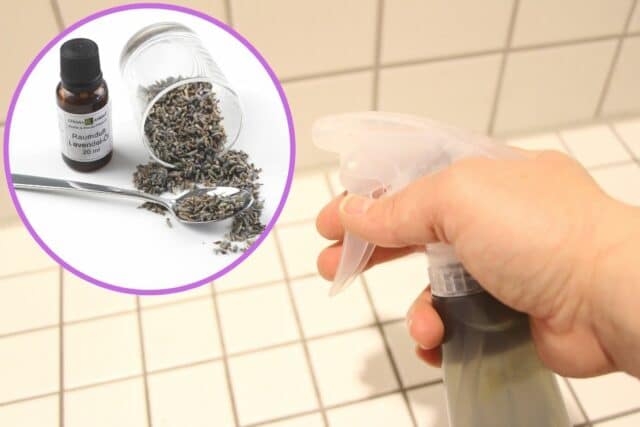 Schwarze Würmer in der Dusche: schnelle Hilfe - Gartendialog.de