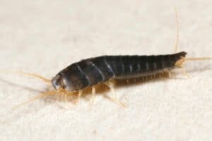 Schwarze Würmer in der Dusche: schnelle Hilfe - Gartendialog.de